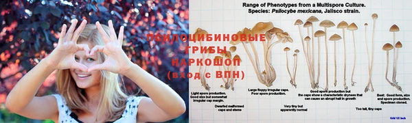 шишки Волосово